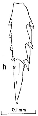 Espce Clausocalanus jobei - Planche 8 de figures morphologiques