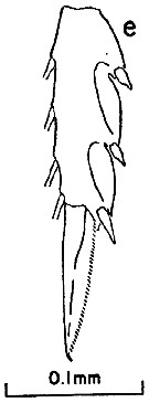 Espce Clausocalanus farrani - Planche 8 de figures morphologiques