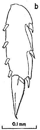 Espce Clausocalanus arcuicornis - Planche 11 de figures morphologiques