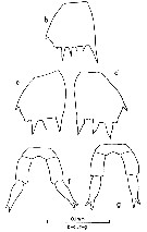 Espce Clausocalanus farrani - Planche 9 de figures morphologiques