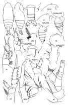 Espce Gaetanus kruppii - Planche 4 de figures morphologiques