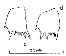 Espce Clausocalanus lividus - Planche 14 de figures morphologiques