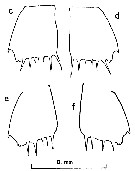 Species Clausocalanus laticeps - Plate 11 of morphological figures