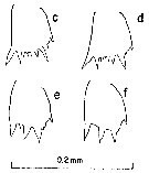Espce Clausocalanus arcuicornis - Planche 15 de figures morphologiques