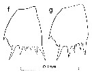 Espce Clausocalanus minor - Planche 9 de figures morphologiques