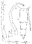 Espce Clausocalanus brevipes - Planche 13 de figures morphologiques