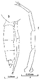 Espce Clausocalanus paululus - Planche 12 de figures morphologiques