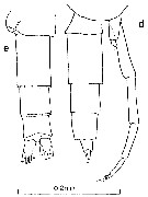 Espce Clausocalanus minor - Planche 8 de figures morphologiques
