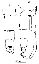 Espce Clausocalanus jobei - Planche 11 de figures morphologiques