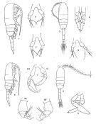 Espce Metridia lucens - Planche 1 de figures morphologiques