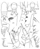 Espce Gaetanus latifrons - Planche 1 de figures morphologiques