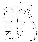 Espce Clausocalanus farrani - Planche 10 de figures morphologiques