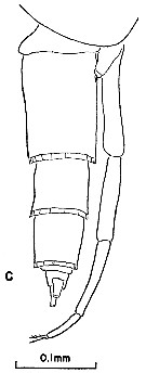 Espce Clausocalanus arcuicornis - Planche 13 de figures morphologiques