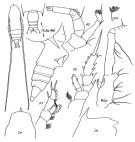 Espce Gaetanus miles - Planche 1 de figures morphologiques