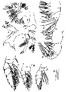 Species Pseudhaloptilus pacificus - Plate 6 of morphological figures