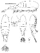 Espce Pseudodiaptomus wrighti - Planche 2 de figures morphologiques