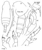 Espce Gaetanus miles - Planche 2 de figures morphologiques