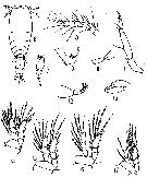 Espce Vettoria granulosa - Planche 11 de figures morphologiques