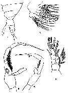 Species Jaschnovia brevis - Plate 3 of morphological figures