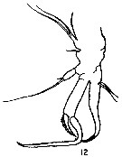 Espce Chiridiella abyssalis - Planche 5 de figures morphologiques