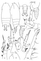 Espce Gaetanus minor - Planche 3 de figures morphologiques
