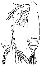 Espce Eucalanus inermis - Planche 3 de figures morphologiques