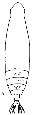 Espce Eucalanus hyalinus - Planche 19 de figures morphologiques