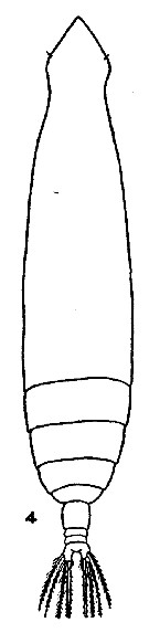 Espce Eucalanus bungii - Planche 5 de figures morphologiques