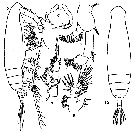 Espce Eucalanus bungii - Planche 7 de figures morphologiques