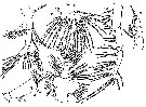 Espce Eucalanus inermis - Planche 4 de figures morphologiques