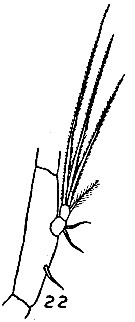 Espce Eucalanus californicus - Planche 6 de figures morphologiques