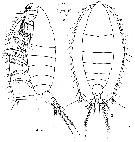 Espce Elenacalanus sverdrupi - Planche 1 de figures morphologiques