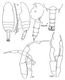Espce Gaetanus minutus - Planche 2 de figures morphologiques