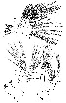 Espce Elenacalanus sverdrupi - Planche 2 de figures morphologiques