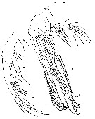 Espce Elenacalanus sverdrupi - Planche 3 de figures morphologiques