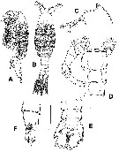 Species Gaussia princeps - Plate 15 of morphological figures