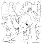 Espce Gaetanus paracurvicornis - Planche 1 de figures morphologiques