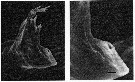 Espce Acartia (Acanthacartia) tonsa - Planche 19 de figures morphologiques