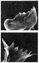 Species Acartia (Acanthacartia) tonsa - Plate 22 of morphological figures