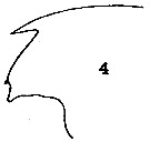Espce Gaetanus brevicornis - Planche 9 de figures morphologiques