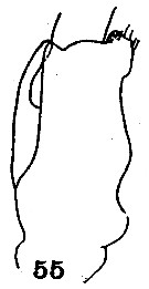 Espce Gaetanus brevicornis - Planche 10 de figures morphologiques