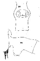Espce Paraeuchaeta californica - Planche 4 de figures morphologiques