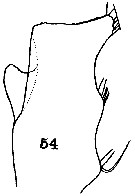 Espce Gaetanus pileatus - Planche 21 de figures morphologiques