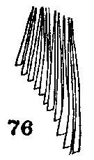 Espce Gaetanus pileatus - Planche 22 de figures morphologiques