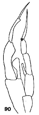 Espce Gaetanus pileatus - Planche 19 de figures morphologiques