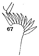 Espce Euchirella curticauda - Planche 12 de figures morphologiques