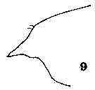Espce Paraeuchaeta propinqua - Planche 3 de figures morphologiques