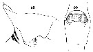 Espce Paraeuchaeta propinqua - Planche 4 de figures morphologiques