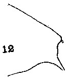 Species Euchaeta tenuis - Plate 9 of morphological figures