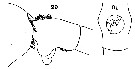 Espce Euchaeta tenuis - Planche 10 de figures morphologiques